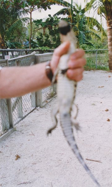 021-How to hold an alligator.jpg